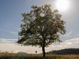 Pierre RICH - Pierre Rich